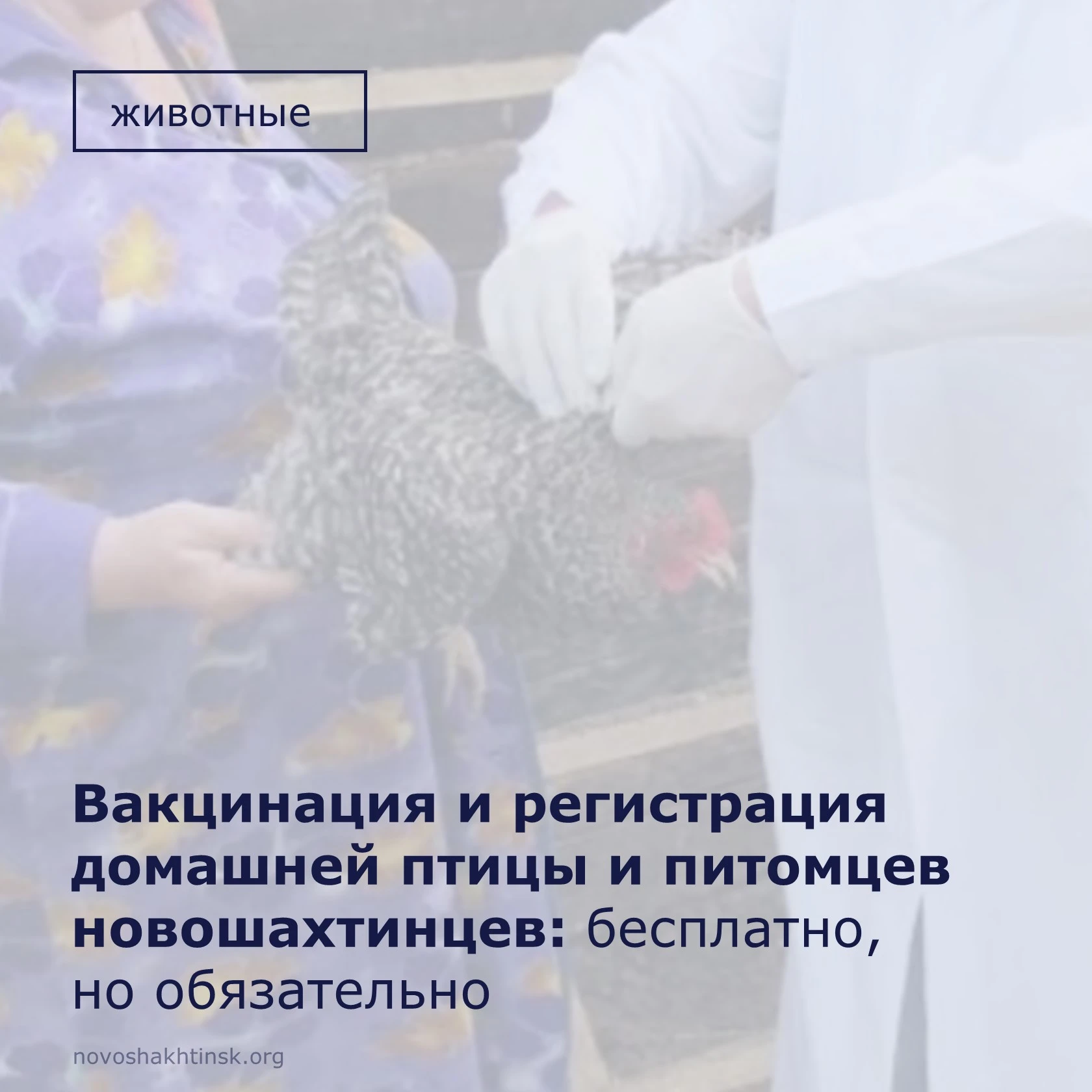 Ветеринарная служба продолжает важные профилактические мероприятия для защиты новошахти...