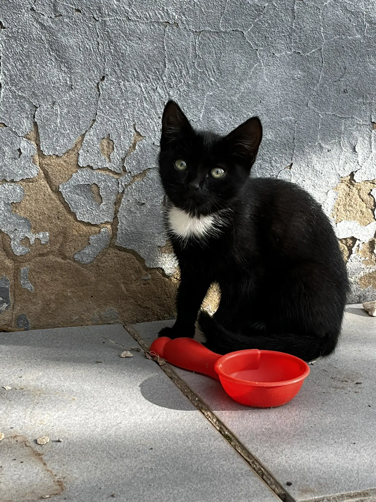 Красивые котята. В добрые руки. 89371570301