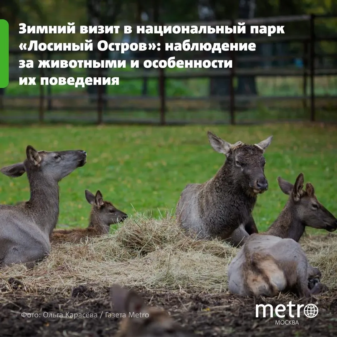 🌽 Зимнее меню для животных составляют из сена, соли и кукурузки