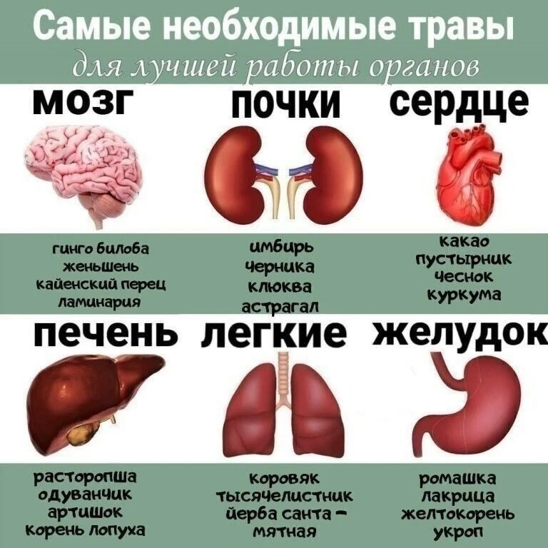 Необходимые травы для важных органов

💥 Эпохальные мероприятия по здоровью и саморазвитию
🍒 Практи