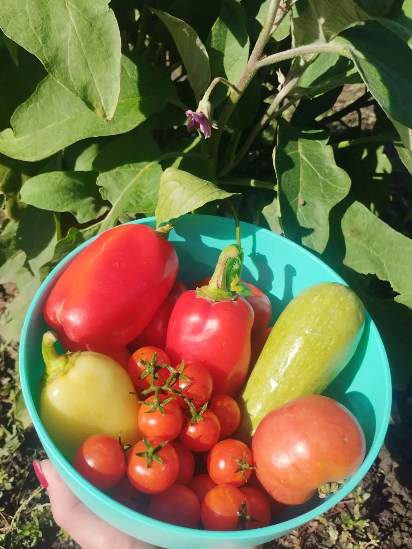 🌱 Огородные вести
