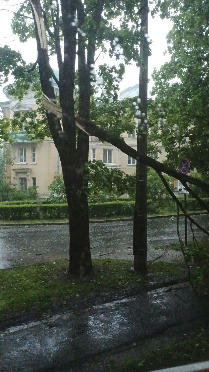 Хроника урагана, 11 июля 2026 года.

Жуткий ураган в Красном Селе, валятся деревья, ряд населенных п