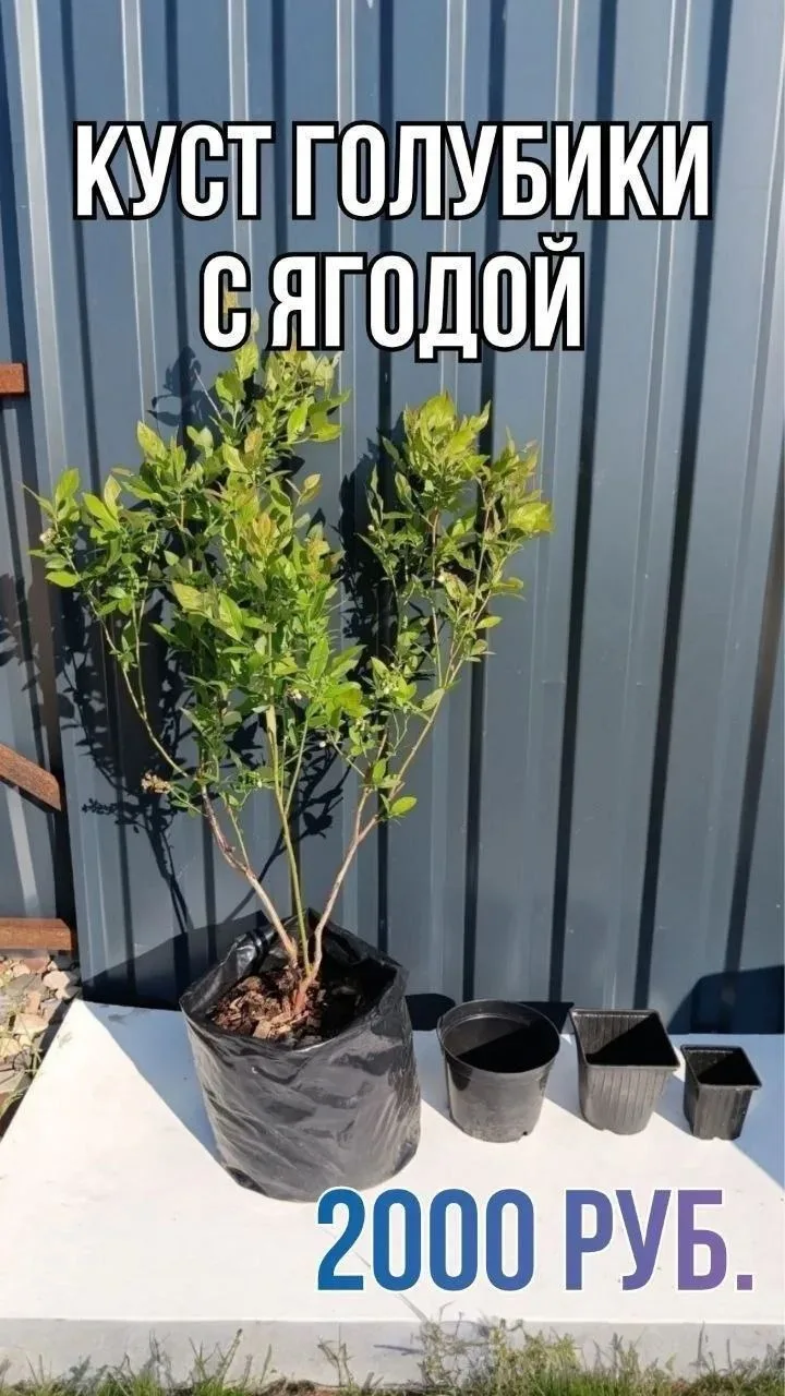 Всем доброго дня!