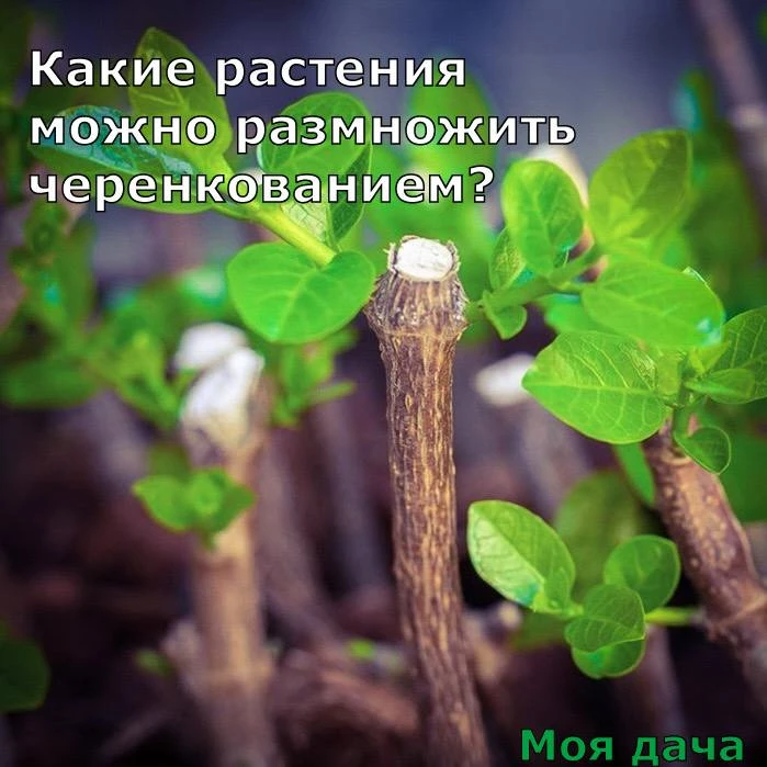 Какие растения можно размножить черенкованием? 🌿