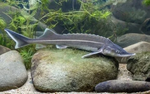 🐟🤯Дальневосточник поймал краснокнижного осетра, привязал его у дома и хотел съесть, н...