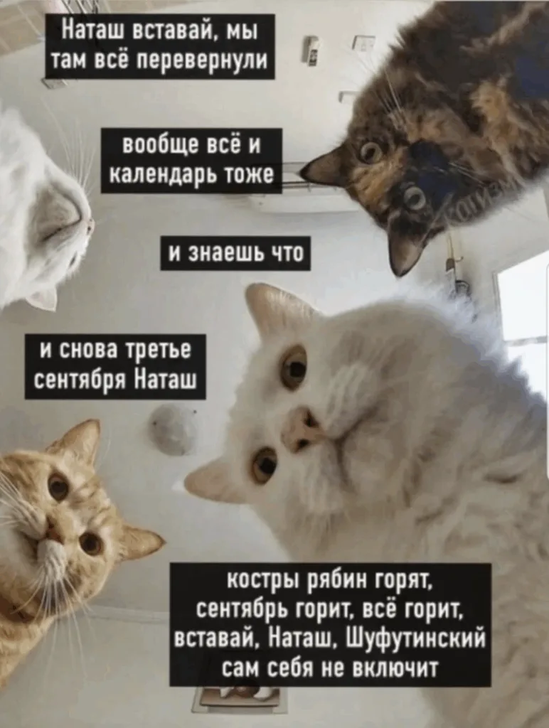 А вы уже перевернули календарь? Самый прикол, что этот день-мем стал таковым благодаря ...