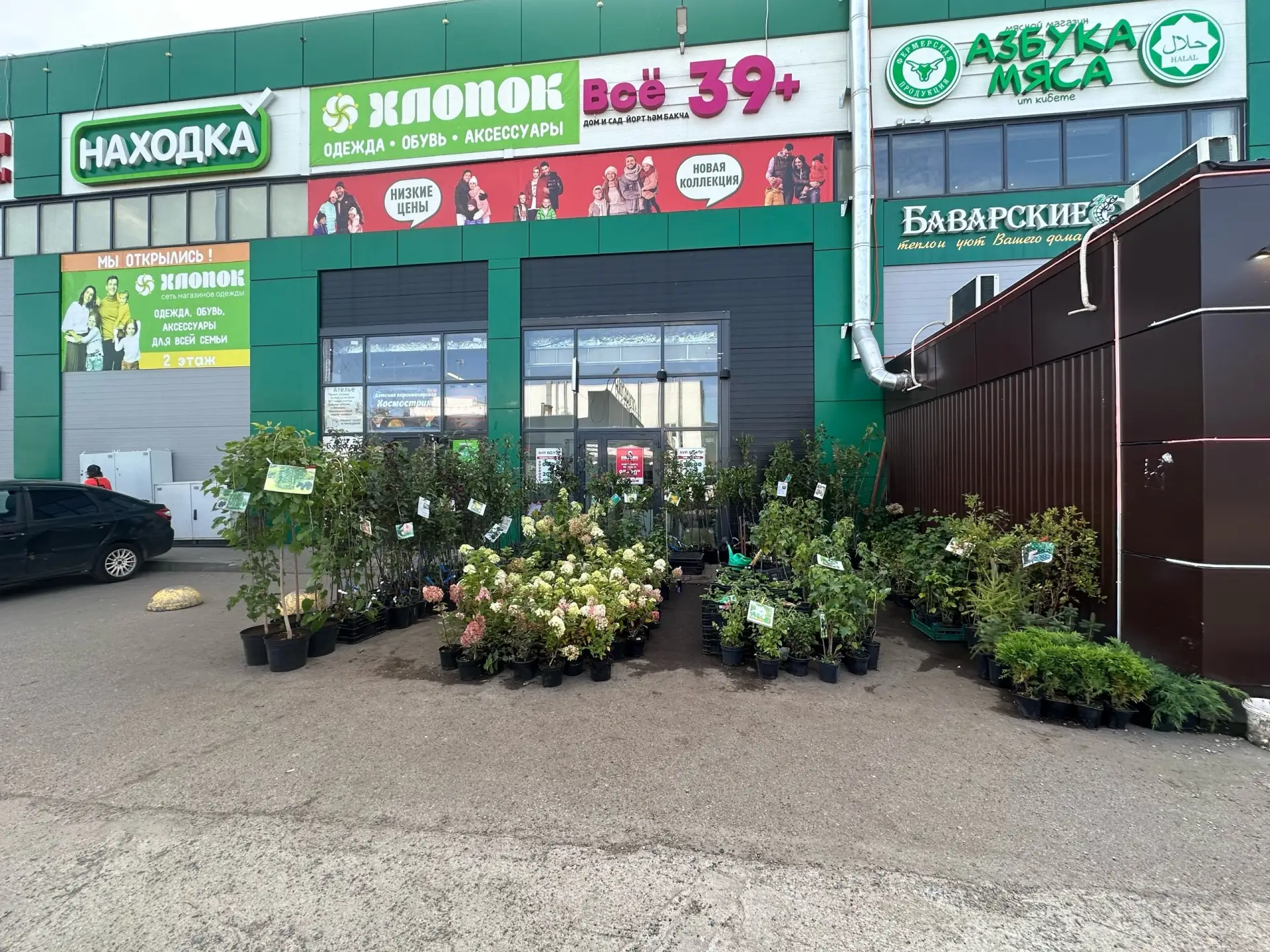 РАСПРОДАЖА САЖЕНЦЕВ!ИЗ КАЗАНСКОГО ПЛОДОПИТОМНИКА!ЦВЕТЫ, ЯГОДЫ И ФРУКТЫ 🔥🌳🌸