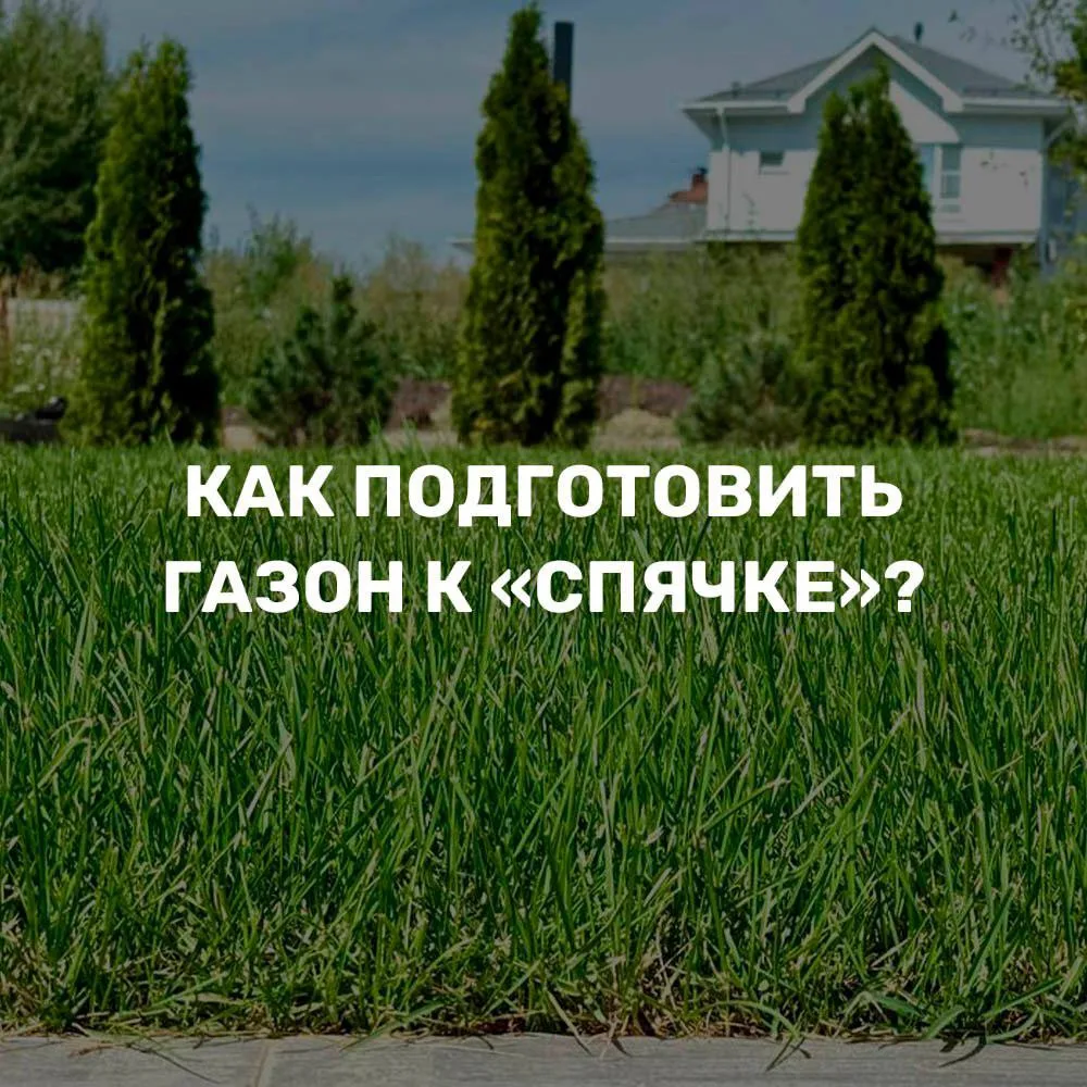 Скоро осень, и газон начинает готовиться к «спячке» 🍂