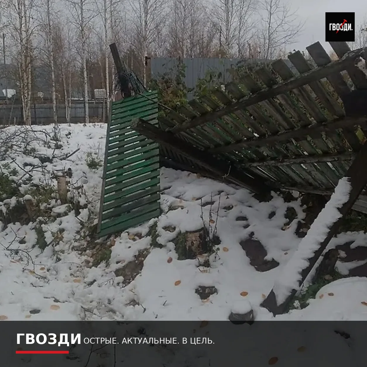 Под Нижневартовском медведица с медвежатами вскрыла дачи пенсионеров