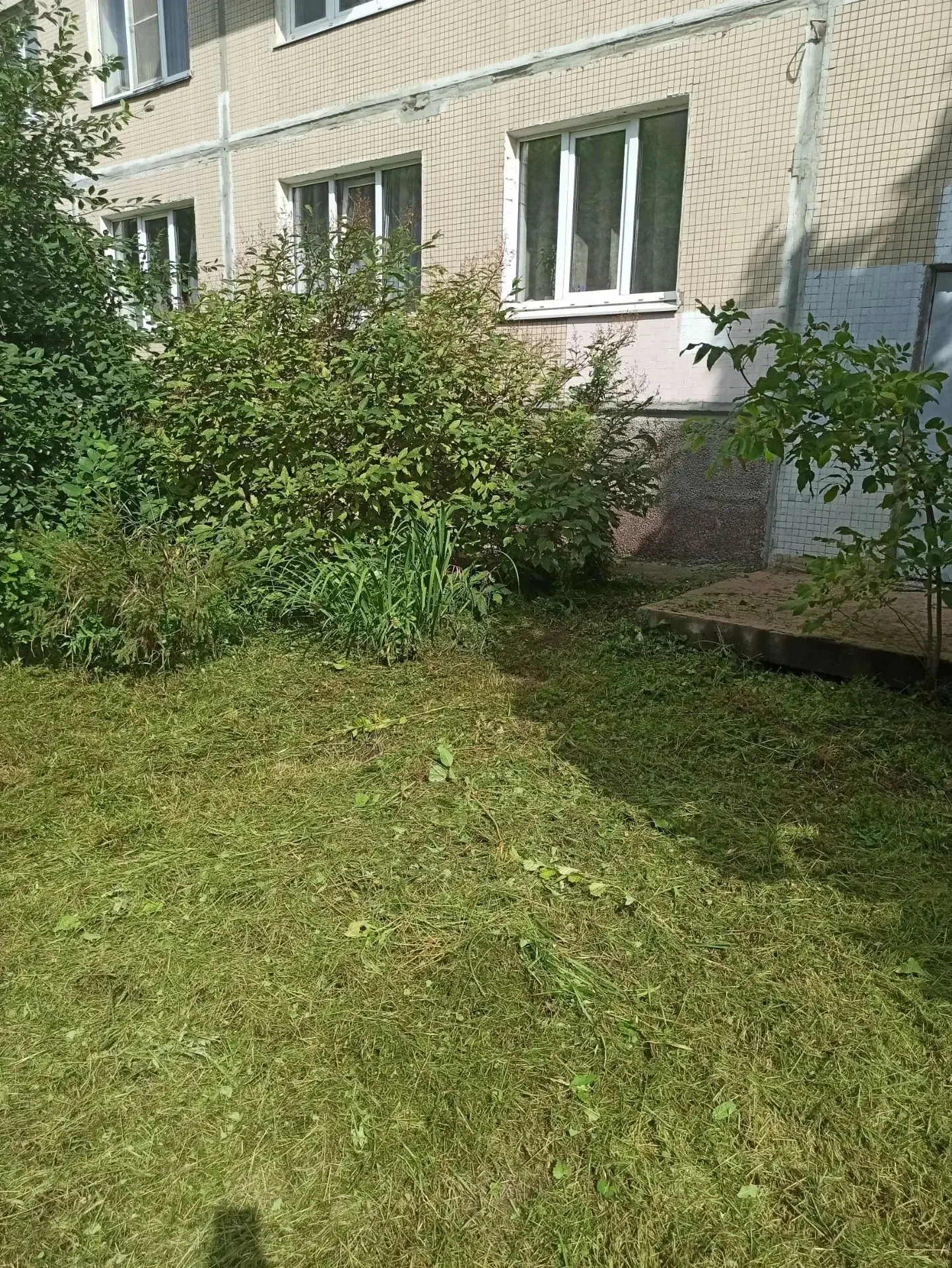 Шлиссельбургский проспект дом 36, корпус 1 - покос травы🌱