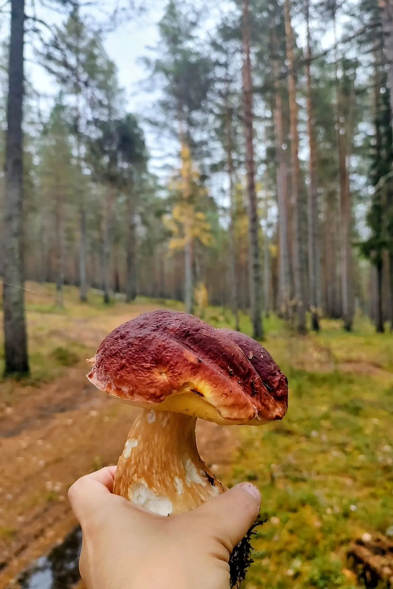Сезон "тихой охоты 2026"🌲🍄‍🟫🧺 закрыли.🍁🍄🍂Спасибо, лес, за щедрые дары!