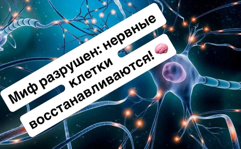 Миф разрушен: нервные клетки восстанавливаются! 🧠