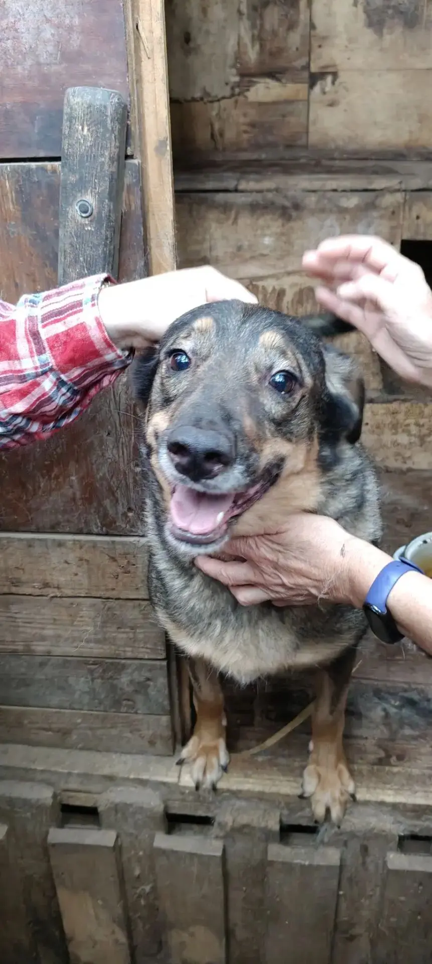 У Юности жила замечательная собачка Боня🐶. 
Она очень боялась людей и её отвезли в приют Любимки💞,