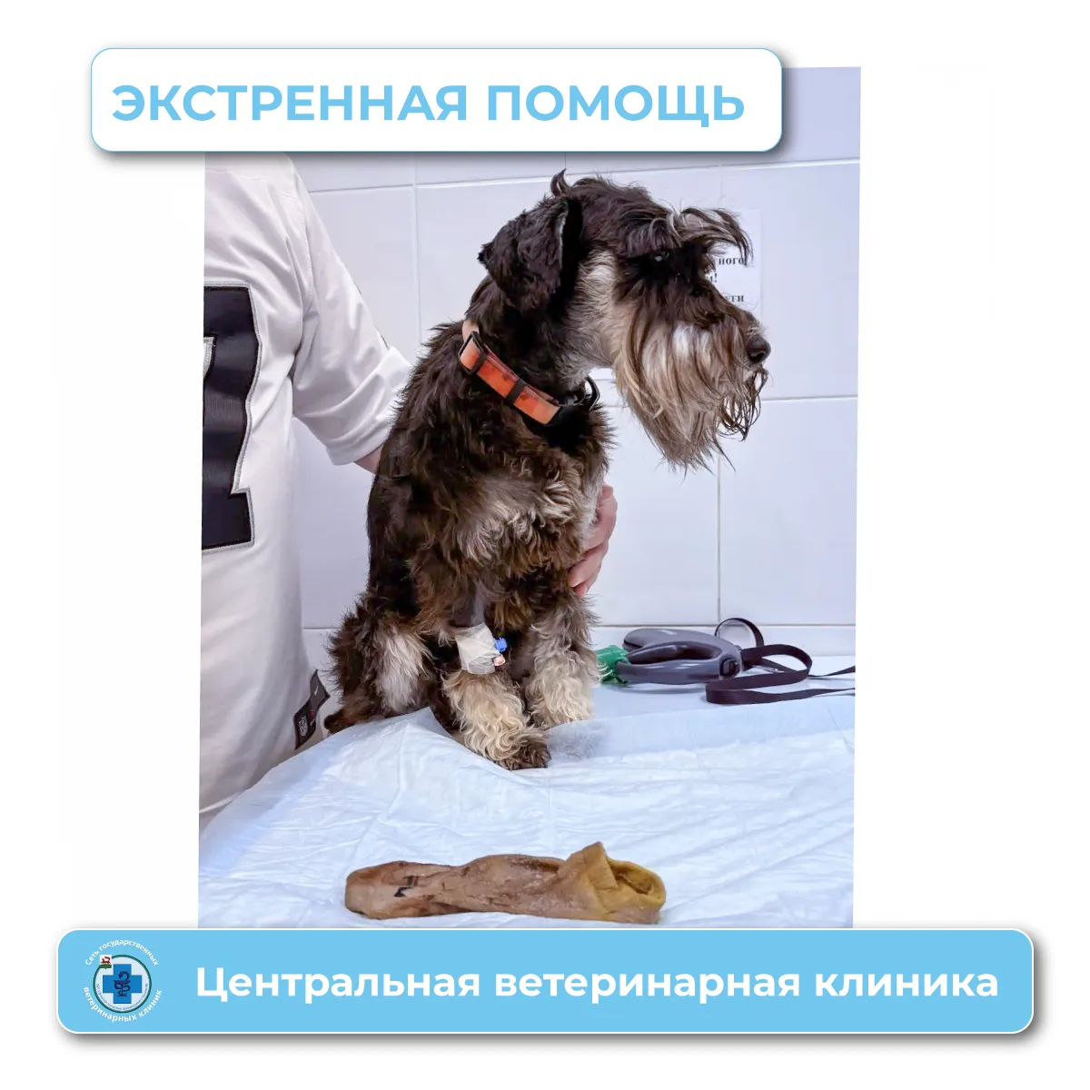 В Центральную ветеринарную клинику поступил цвергшнауцер Майк — большой любитель носков!