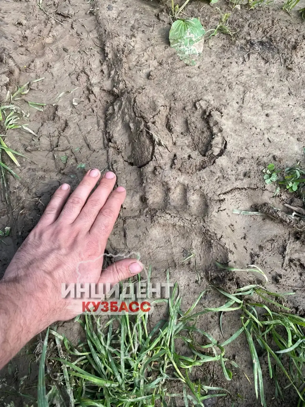 Соцсети: медведь подошел к отдыхающим на озере Новосибирское.

По словам автора фото, сделаны они на