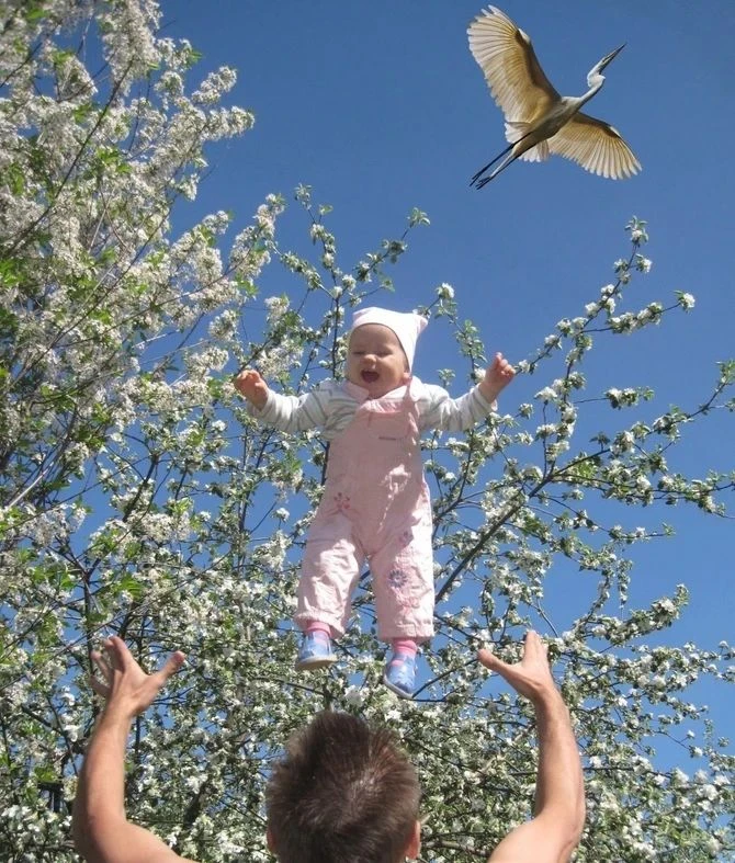 Вот как оказывается аисты детей подбрасывают родителям😆 Удачный кадр!👍