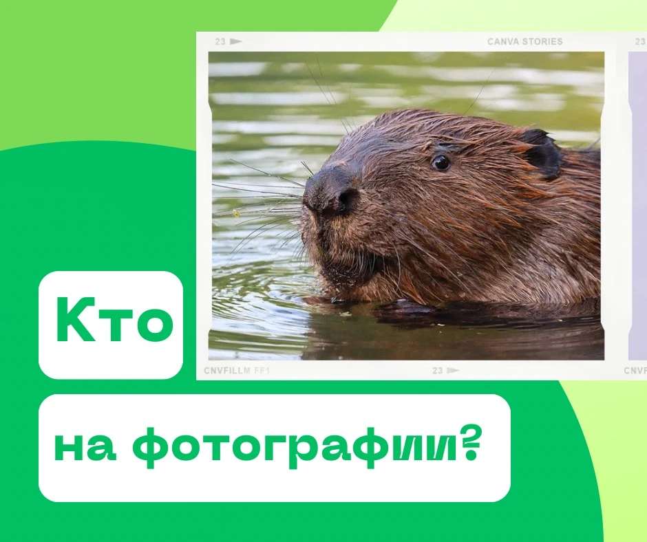 👍 И снова наша любимая рубрика про Красную книгу