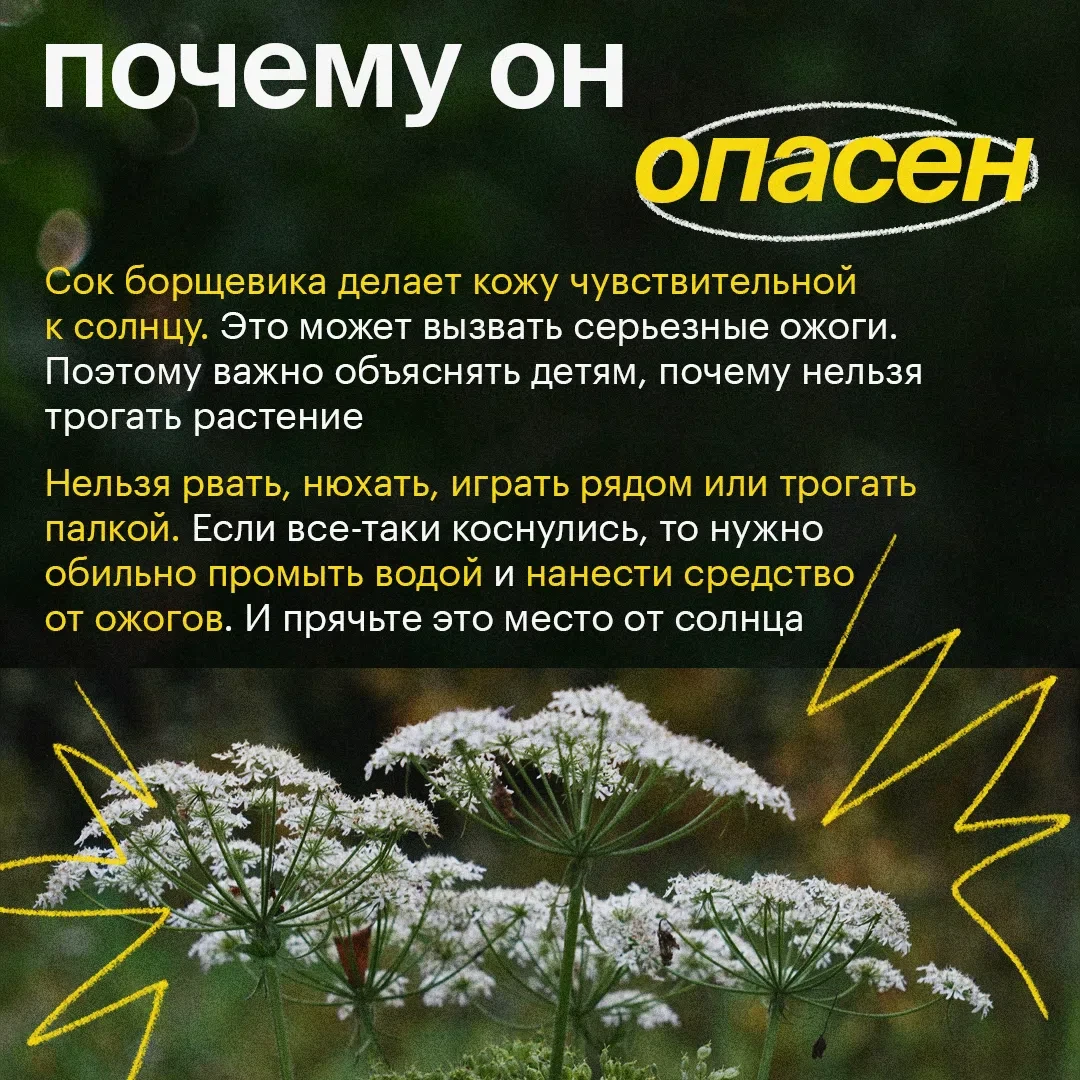 🌿 Борщевик: растение, которое может быть опасным

На первый взгляд он похож на обычный цветок, но к