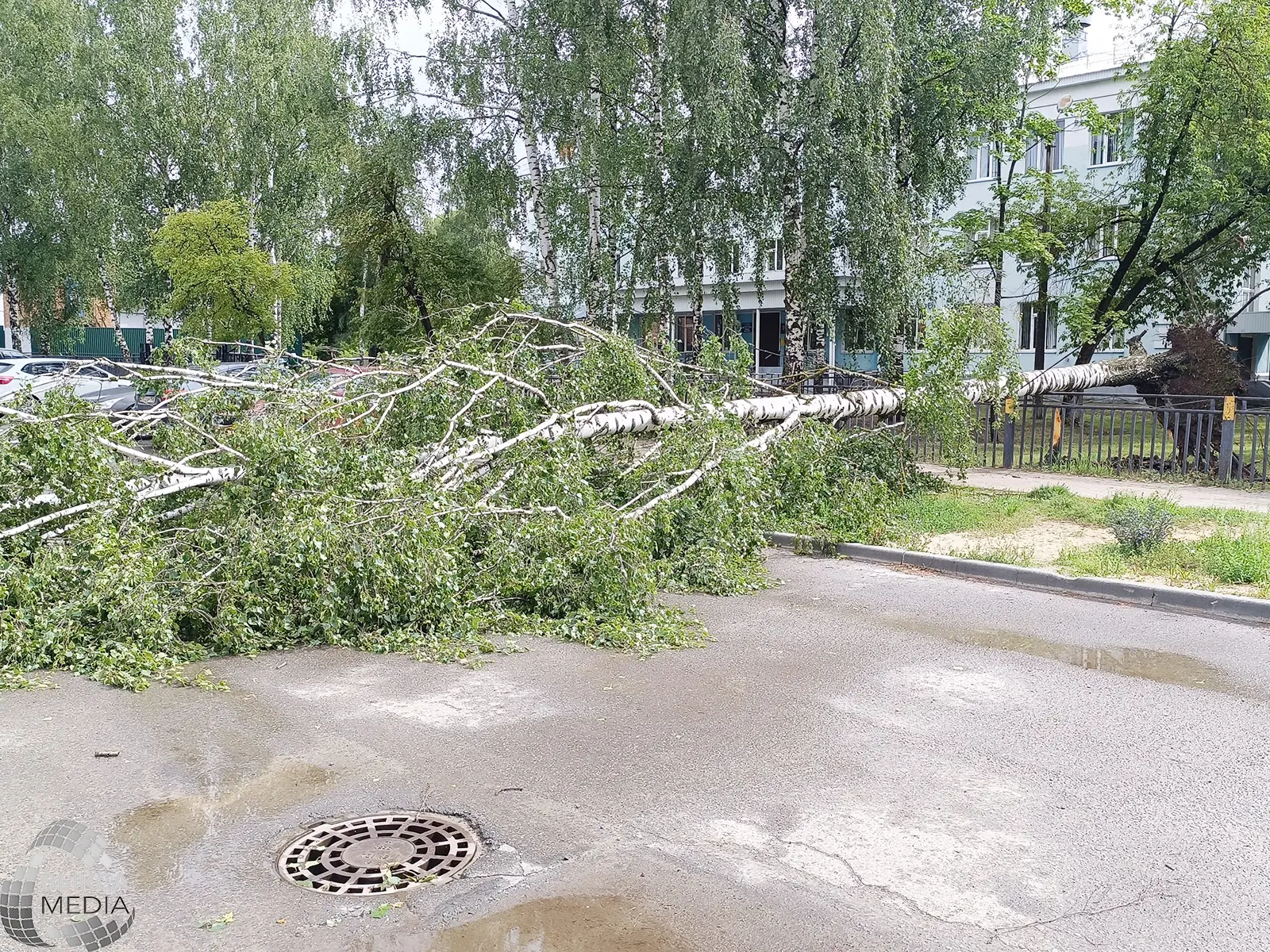 Берёза у школы №12 стала «жертвой» ураганного ветра в ночь с воскресенья на понедельник.