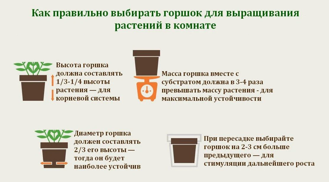 Как правильно выбрать горшок для комнатного растения