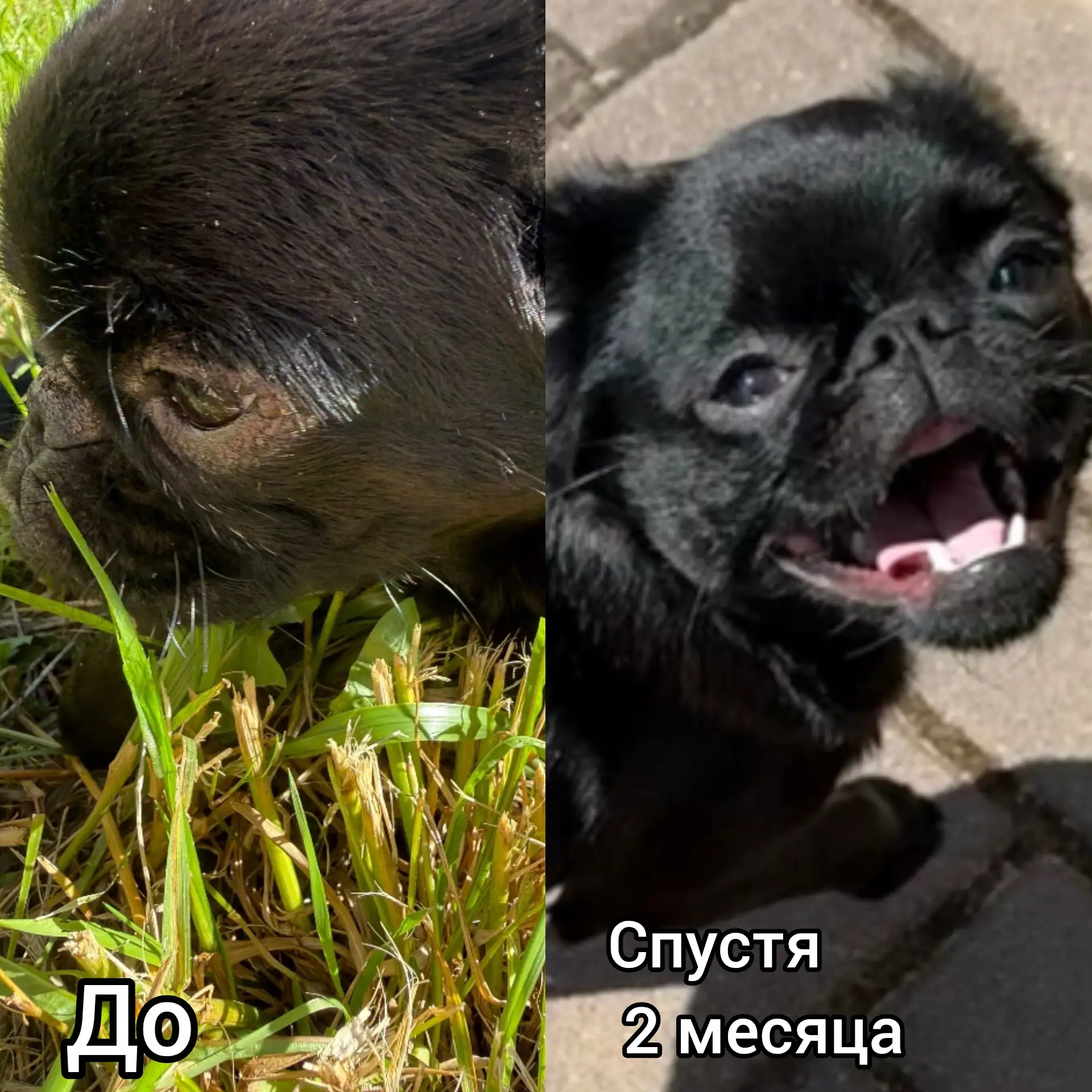 Пищевая Аллергия или Пищевая Непереносимость?
