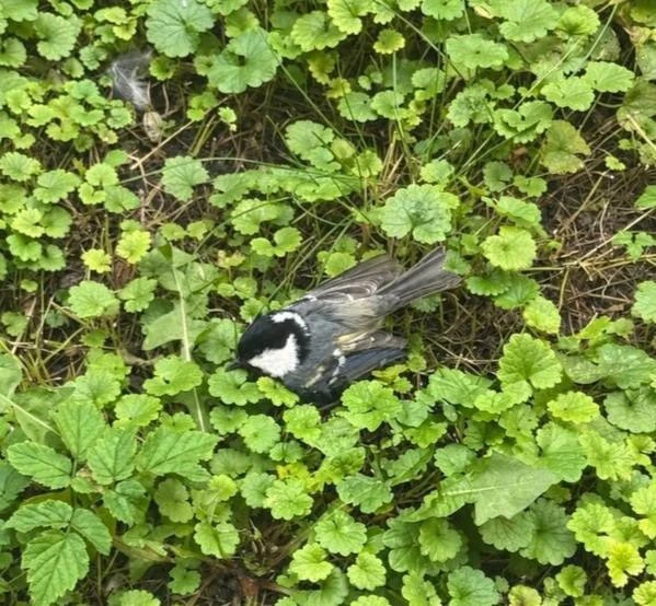 😢 В Железнодорожном заметили массовую гибель птиц
