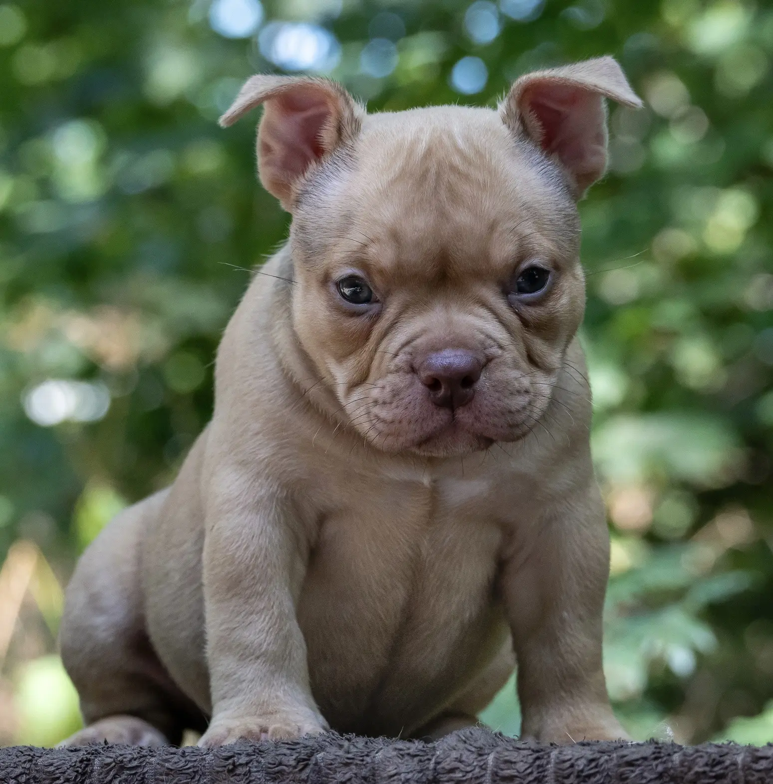 Первая фотосессия у дочки American Bully Golden Bulls Teo & Golden Bulls J.Lo🥰
