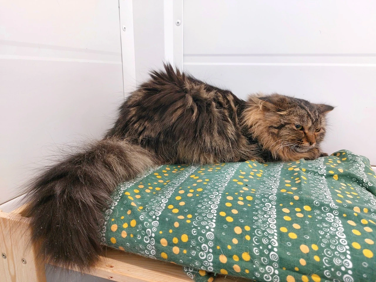 🐾 Зевс ждёт свой дом! 🌟