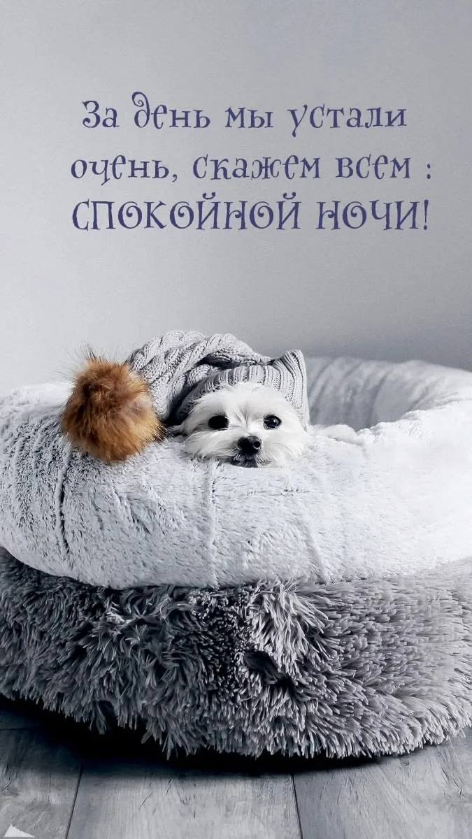Спокойной ночи 🌙