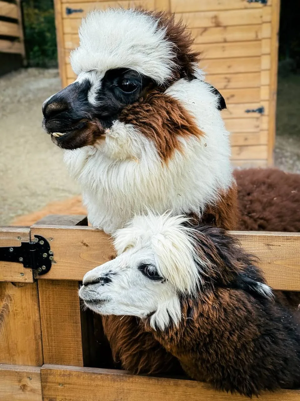🦙 Познакомимся с альпаками в уютном парке?  Уютный парк альпак «Симба» расположен среди живописного 