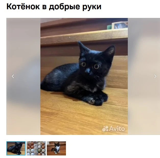 🐈‍⬛ В Тюмени знают, как пристраивать котят с душой