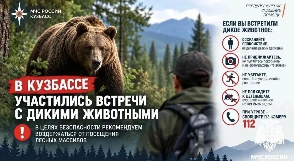 Если встретил медведя: