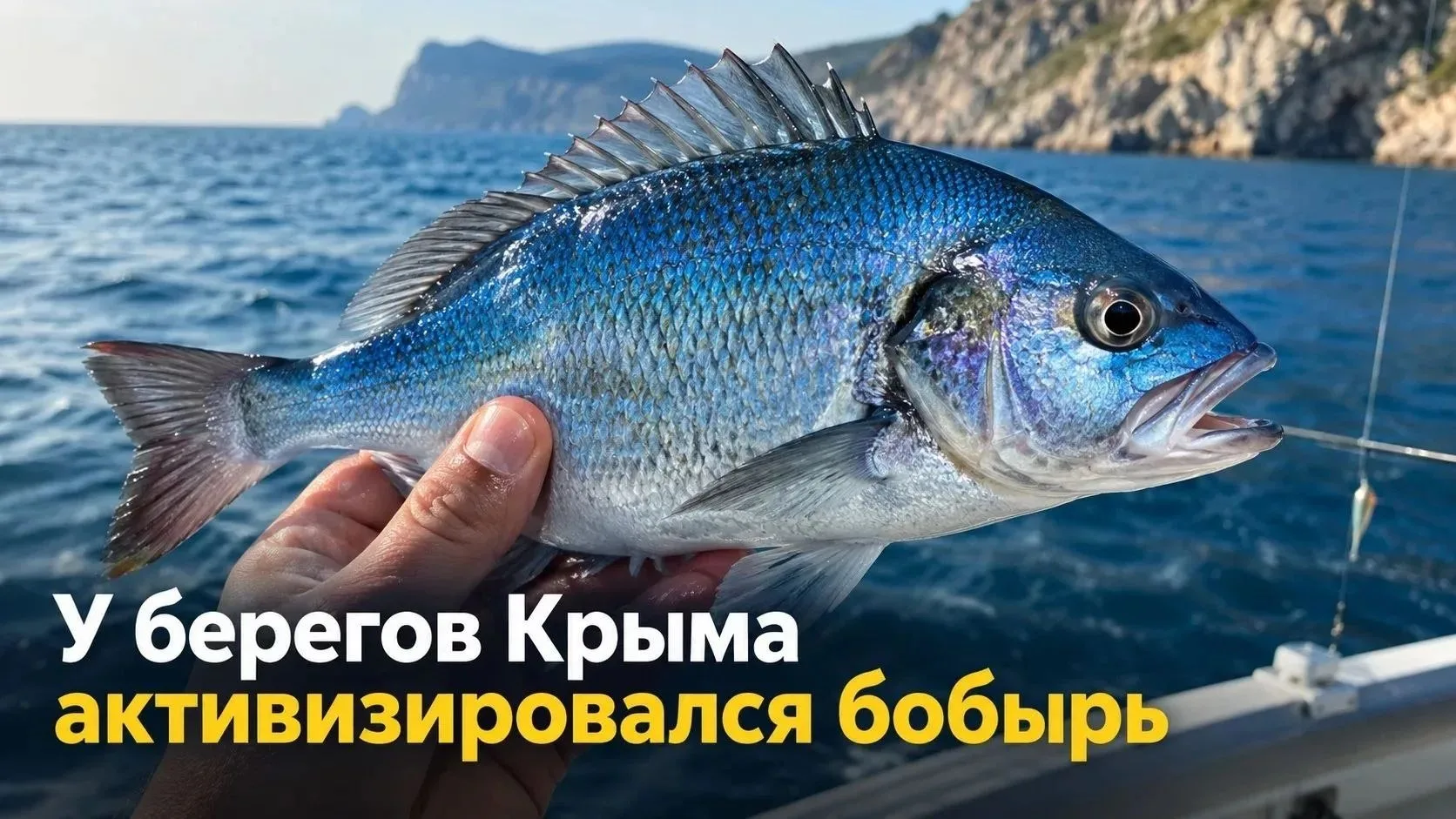 С остыванием воды у берегов Крыма активизировался синий окунь — смарида, спикара или, к...