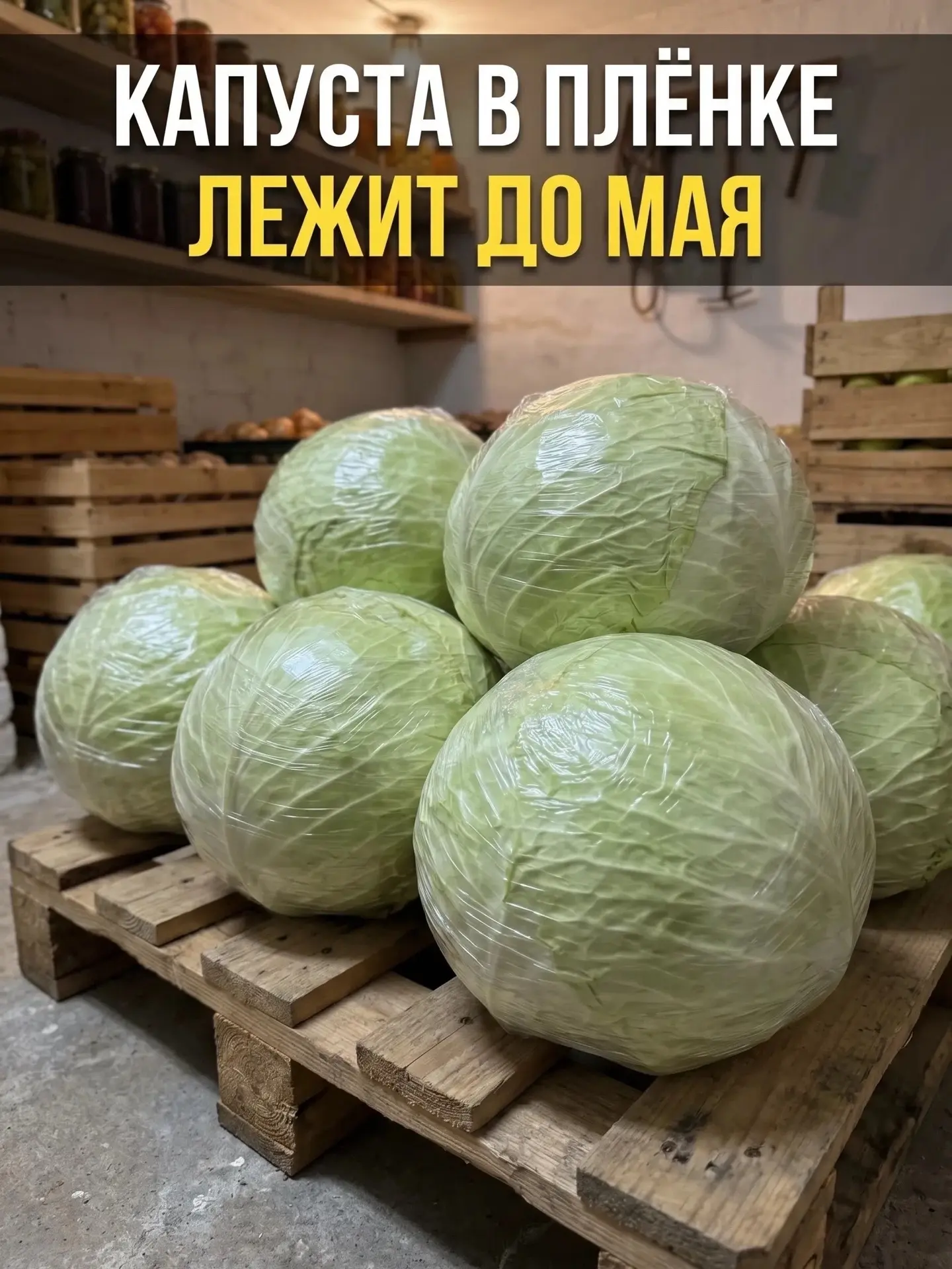 Вакуум для кочана: пищевая плёнка против подвальной гнили 🥬