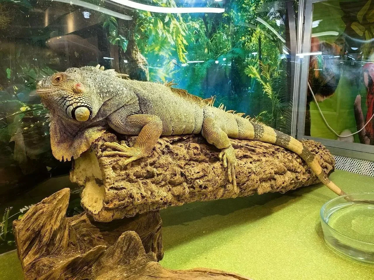 🦎 В ТРК «Спешилов» закрыли мини-зоопарк без лицензии