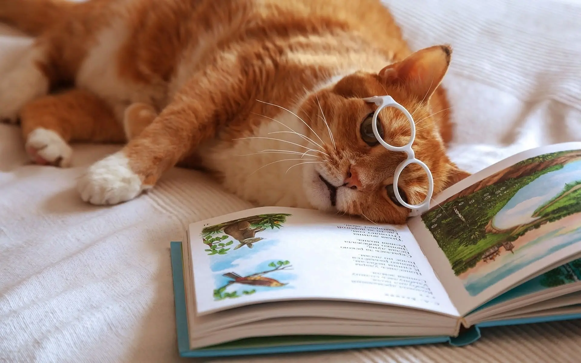 У читающего хозяина и питомец читает!😻