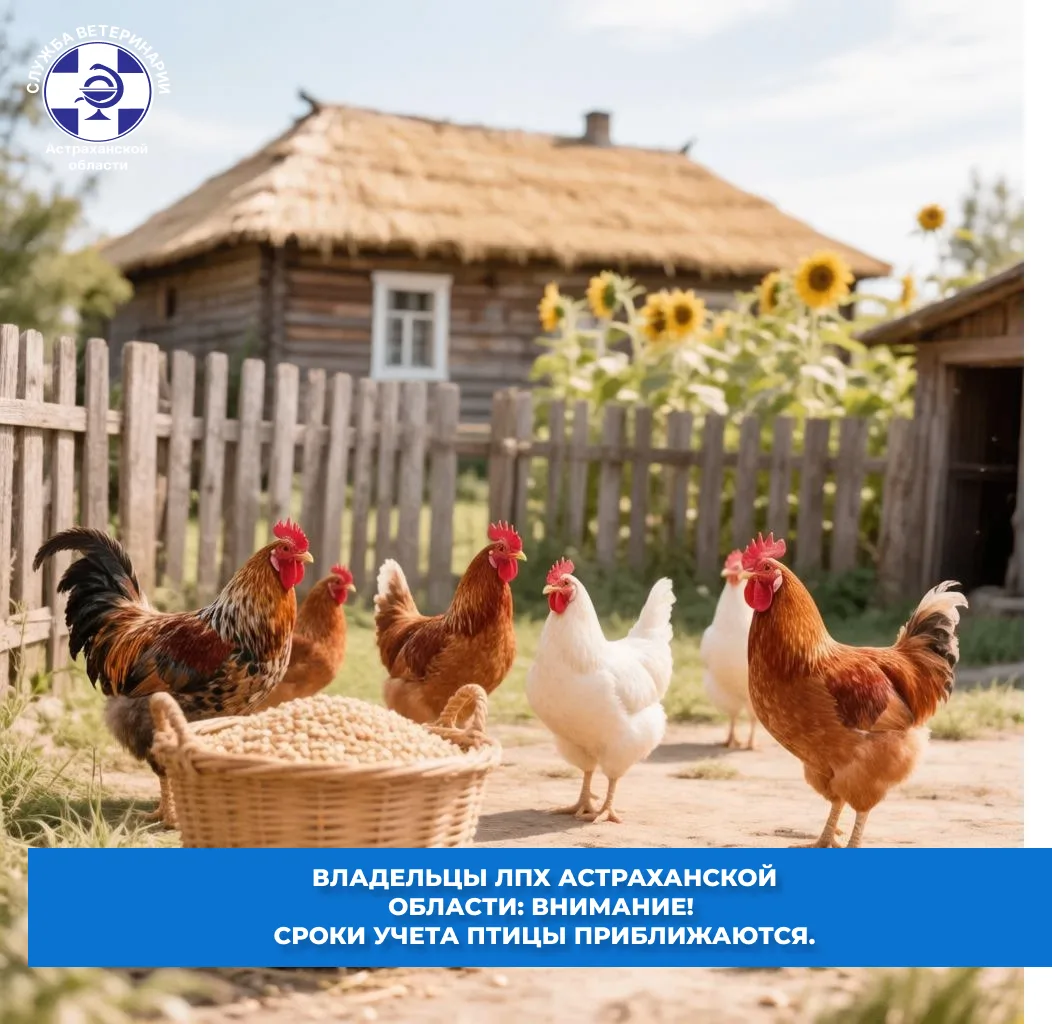 🦃 Владельцы ЛПХ Астраханской области: внимание! Сроки учета птицы приближаются.