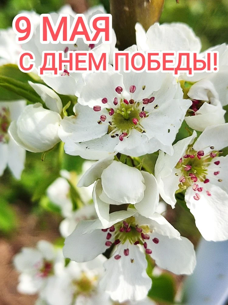 «С Днём Победы! 🎖️ Желаем мирного неба ☀️, тепла в душе 🔥 и гордости за историю своей...
