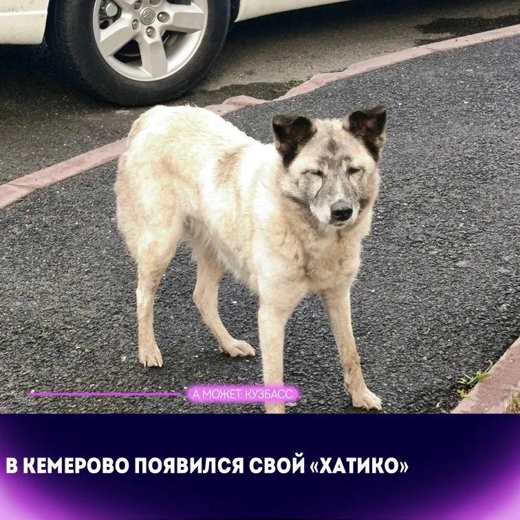 🥺 Хатико появился в Кемерове: брошенная собака третьи сутки ждёт хозяина