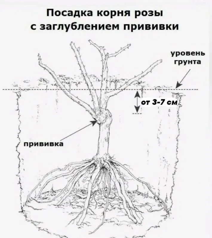 Ошибка новичков при посадке роз