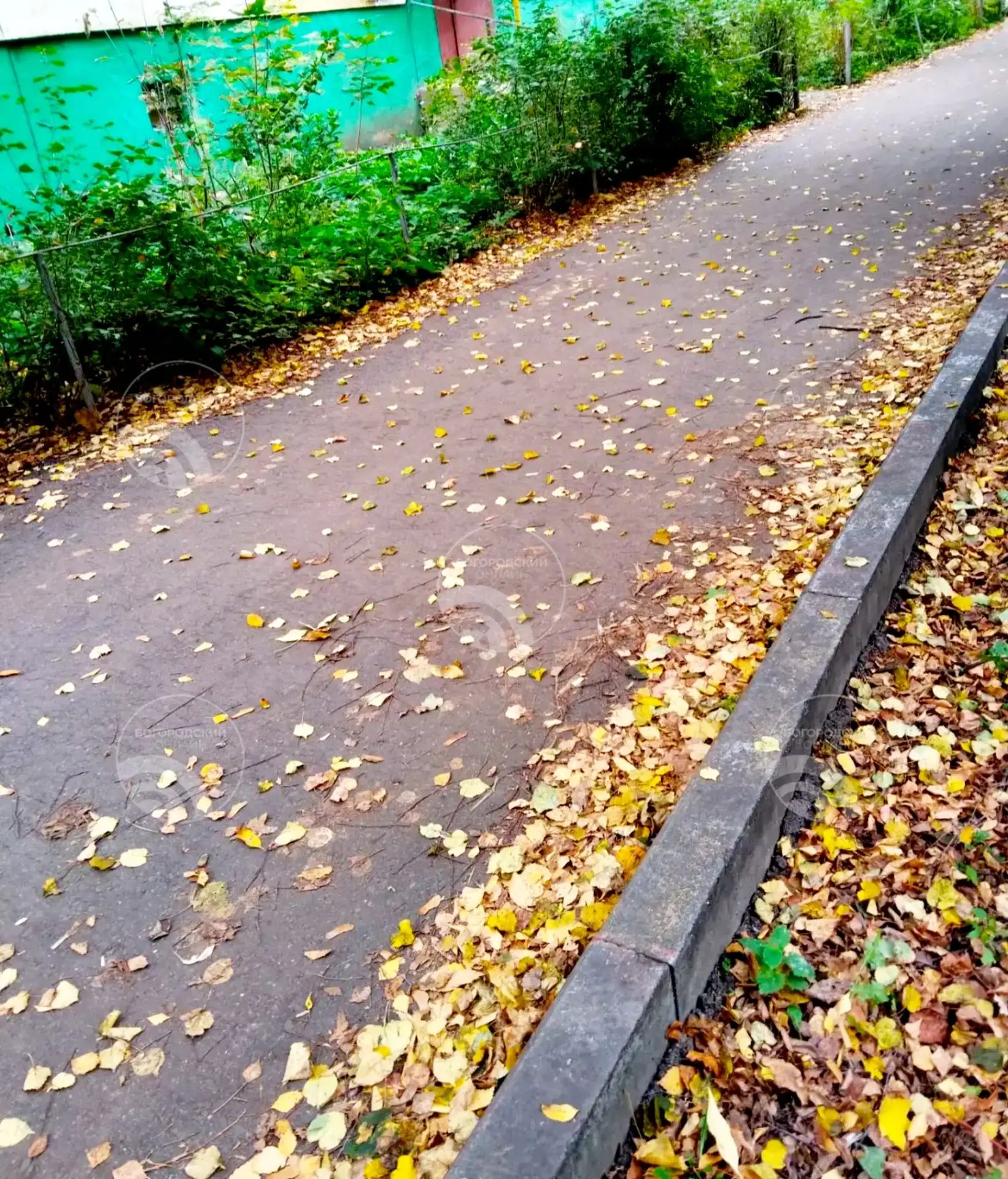🍂 Убирать или любоваться: осенний баттл в Ногинске