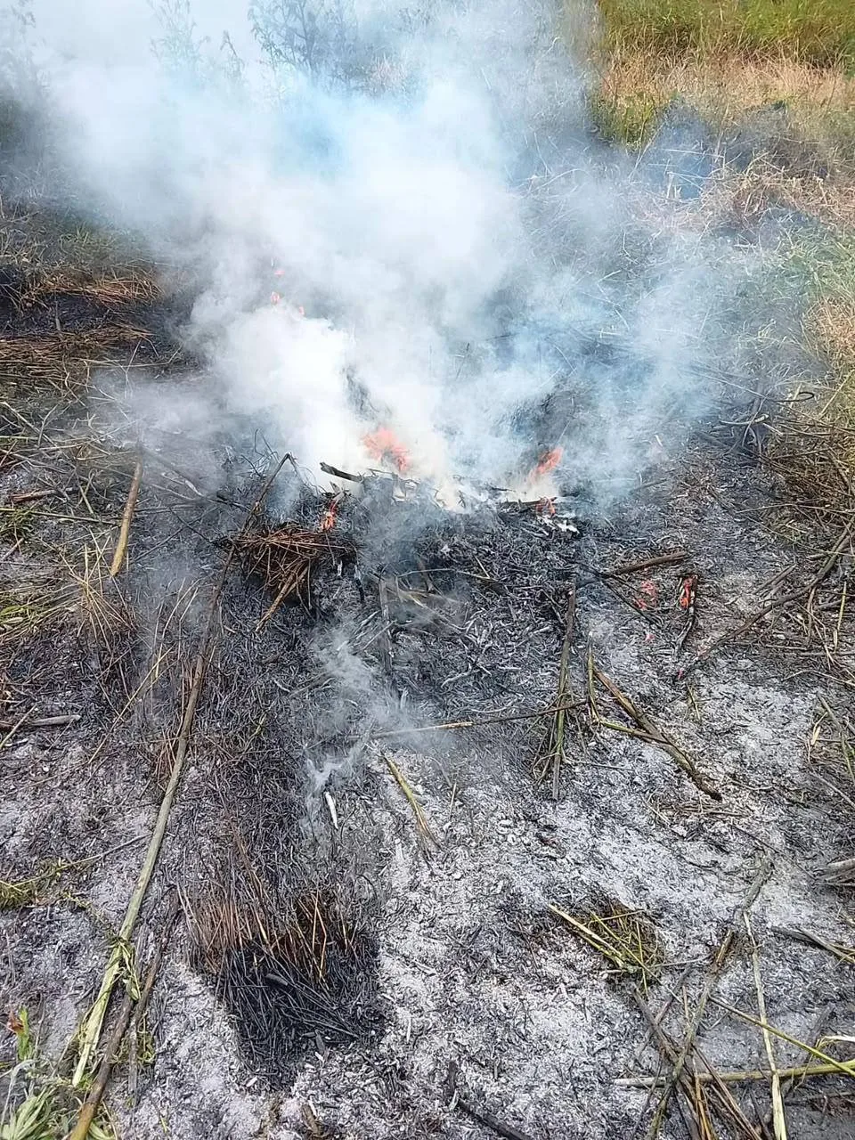 📍В Георгиевском округе полиция сожгла около 200 кг дикорастущей конопли

Очаг наркорастений разросс