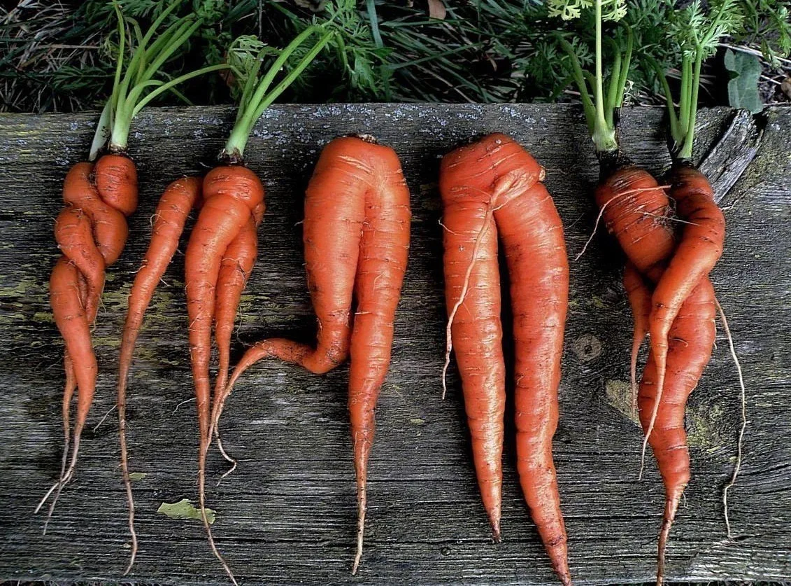 ПОЧЕМУ МОРКОВЬ РАСТЕТ КРИВАЯ 🥕