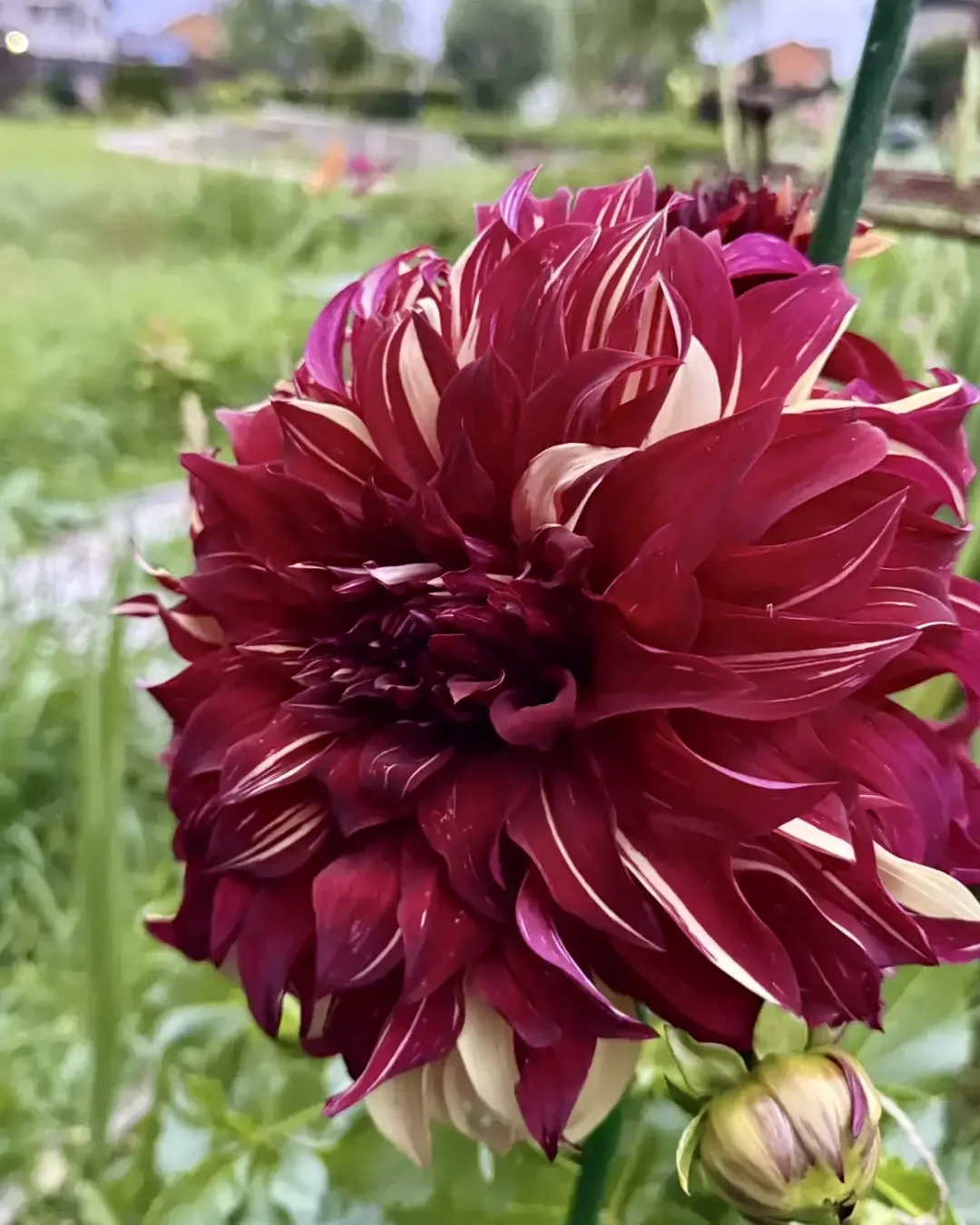 Зацветают гортензии и георгины 😍