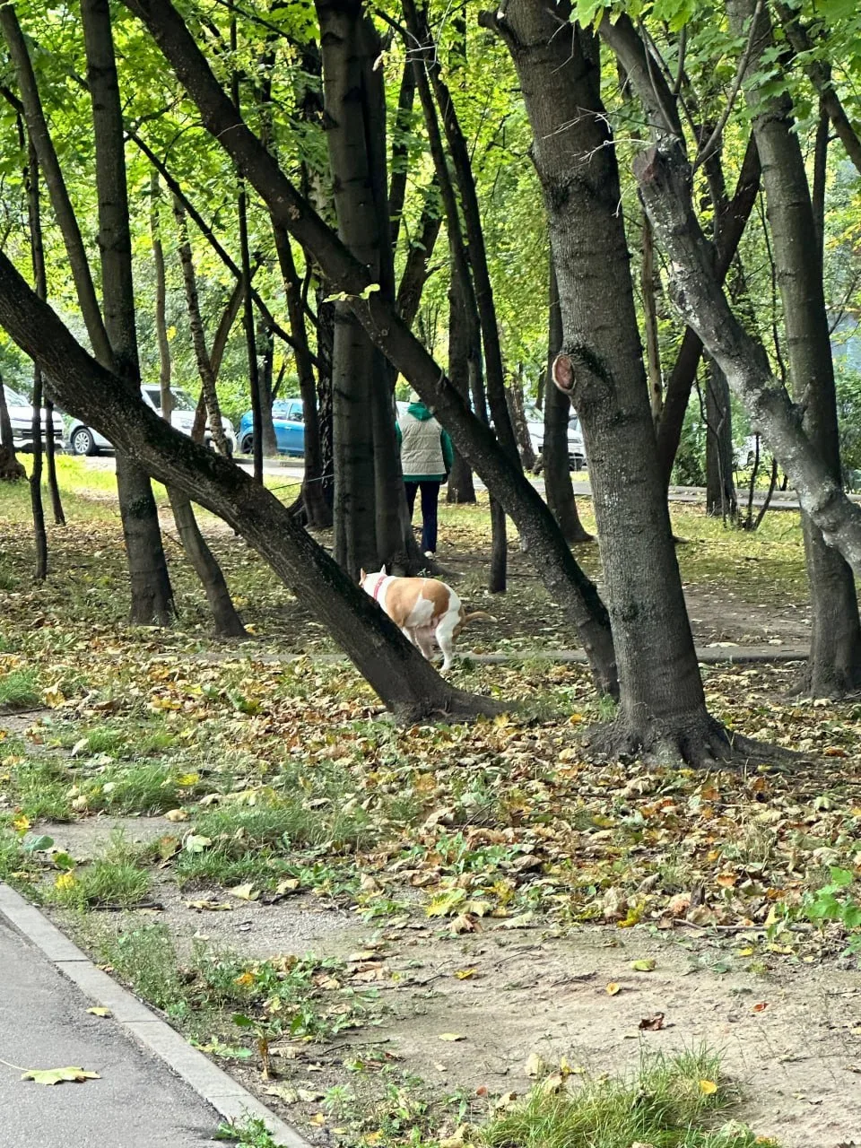 Очевидцы пишут: на Косинской, 16, вдоль дороги местная жительница выгуливала двух бойцо...