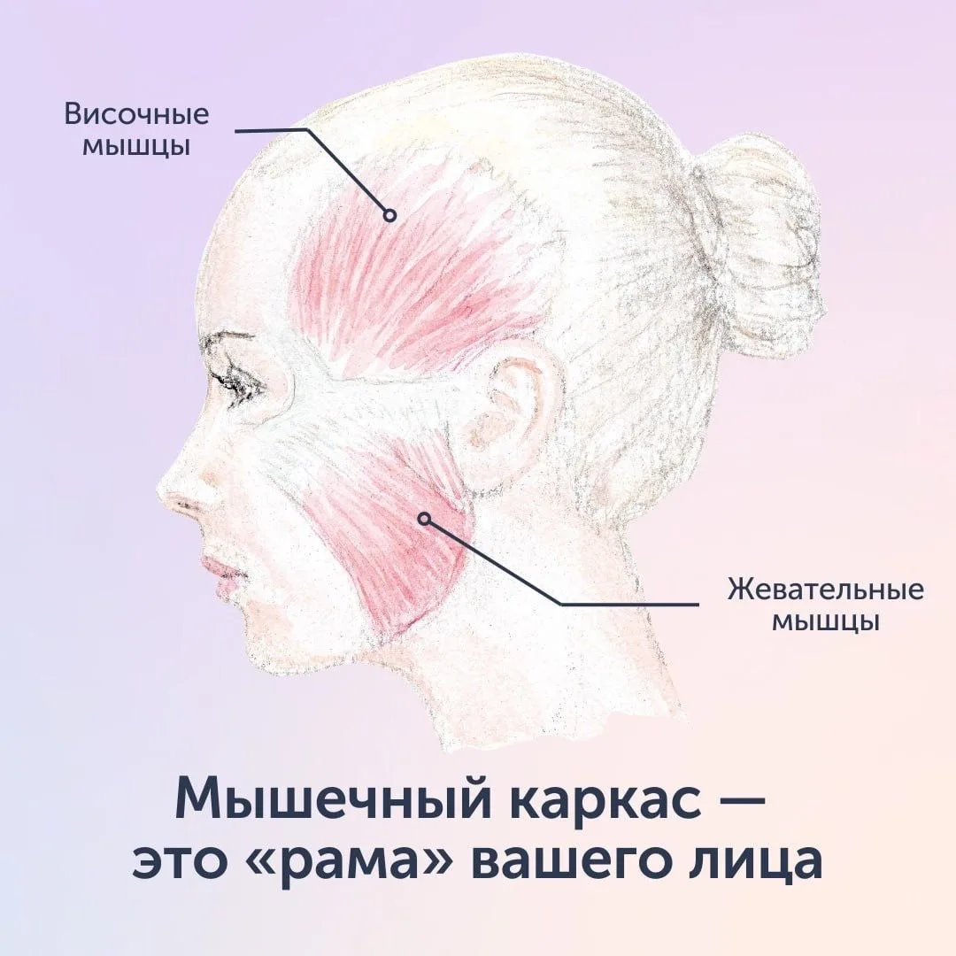 Мышечная рама лица