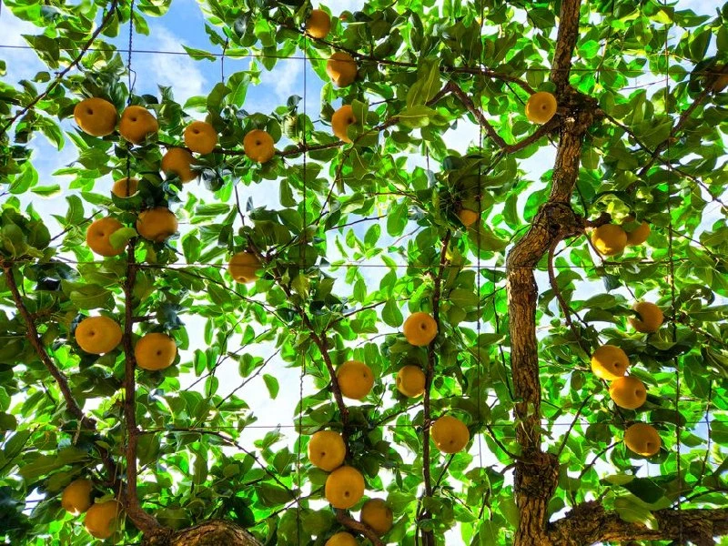 🌳 Яблони и груши: с чего начать выбор сорта
