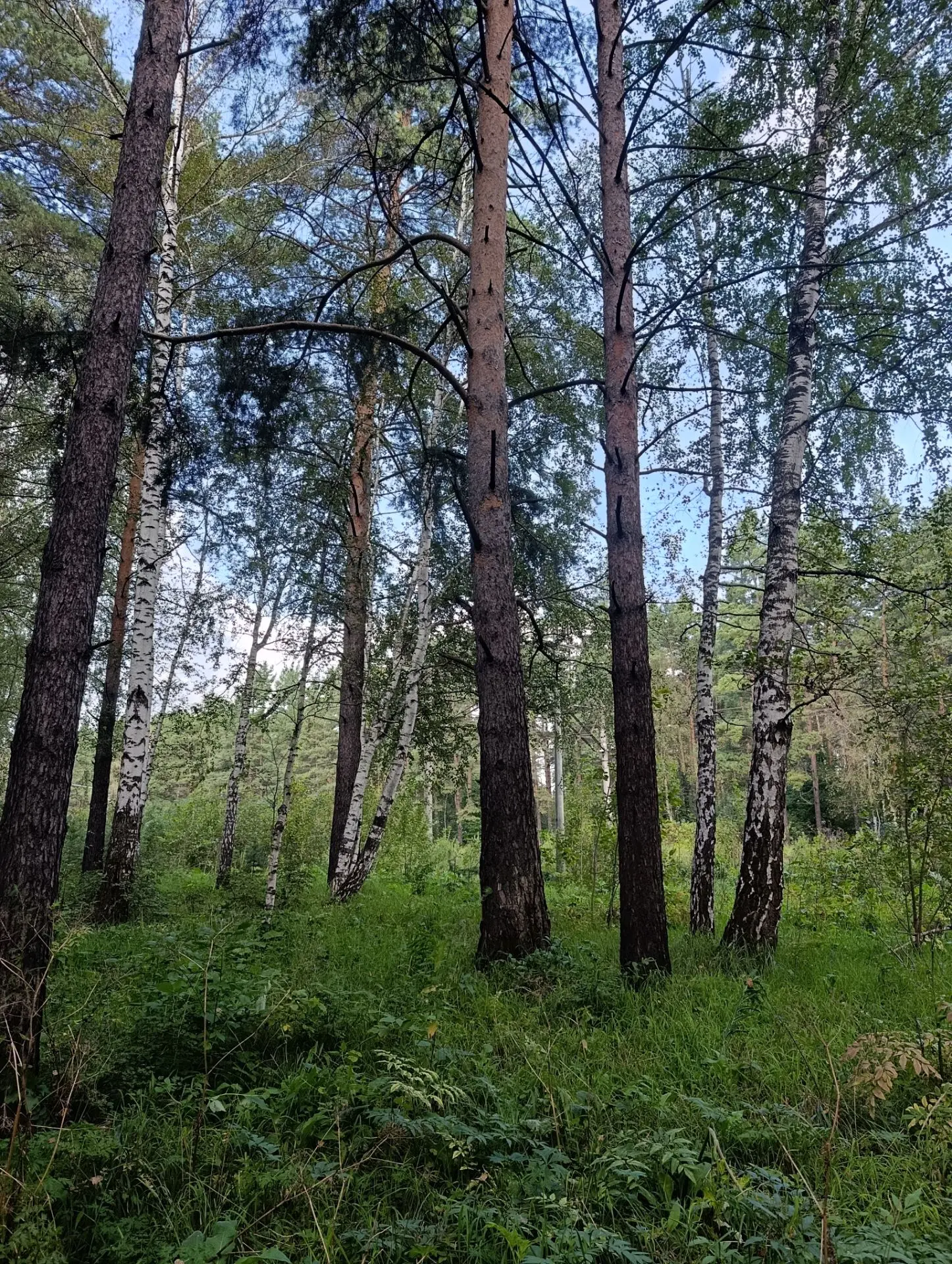 Сегодня с утра с Сашей прогулялись по лесу. Это один из плюсов нашего микрорайона налич...