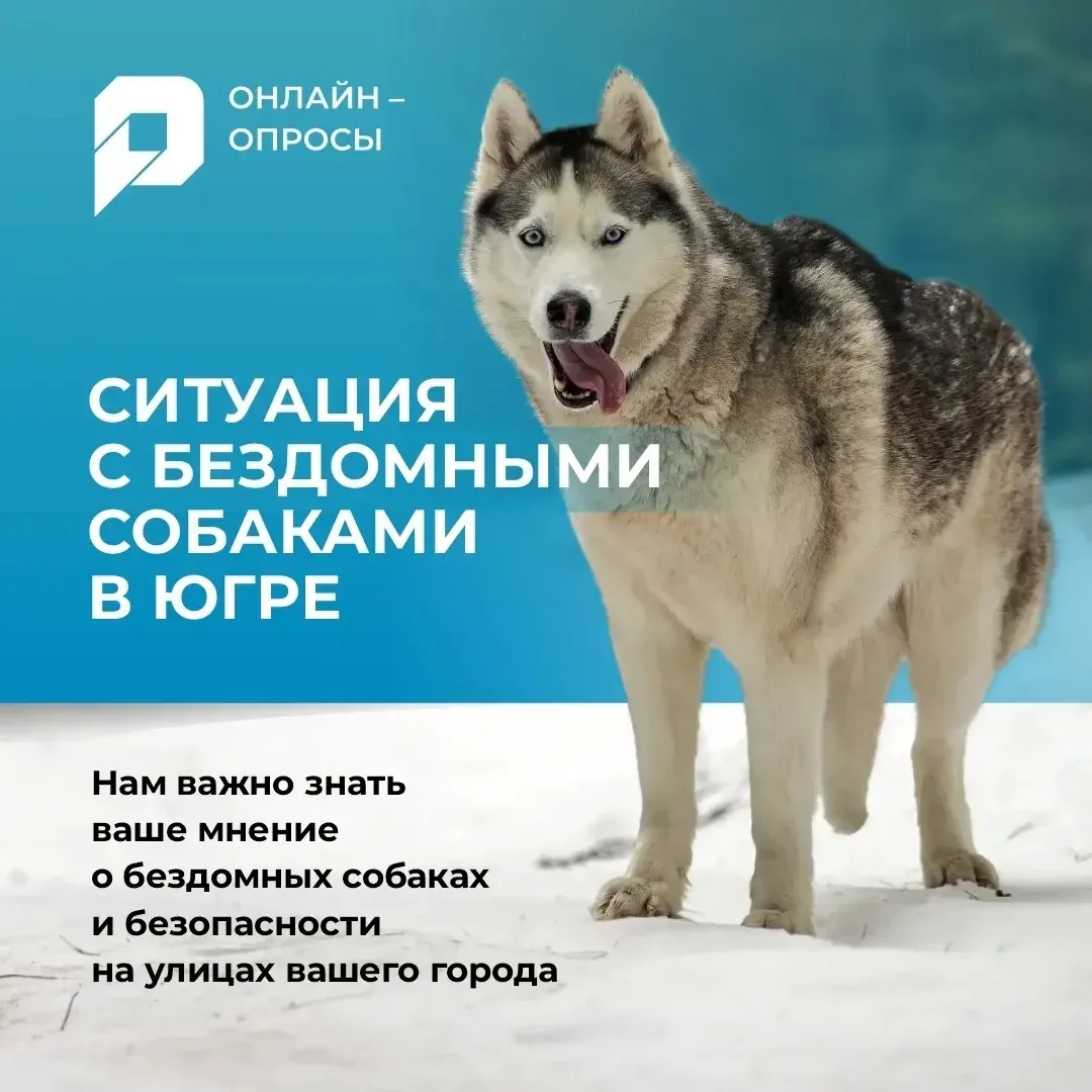 На портале «Открытый регион – Югра» стартовал онлайн-опрос «Ситуация с бездомными собаками в Югре»  