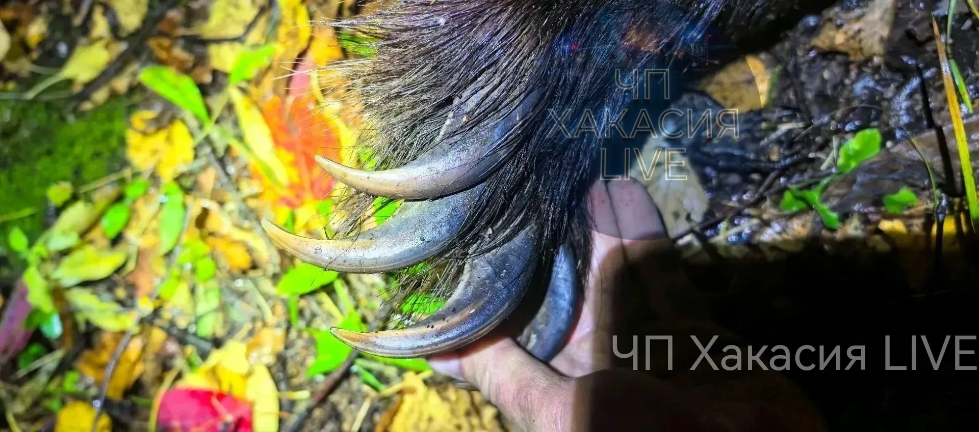 Кадры из соседней Хакасии.